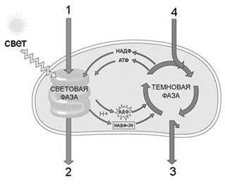 Тестовая работа по теме Строение клетки. Обмен веществ (9 класс)