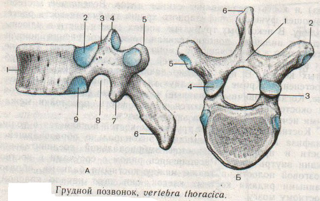 Грудные позвонки тип кости