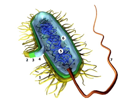 Урок биологии по теме Бактерии строение и разнообразие», 6 класс