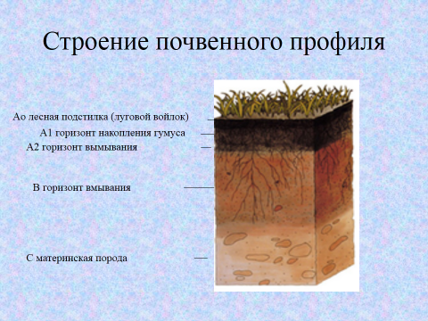 Конспект урока по теме Почва и почвенные ресурсы России. 8 класс