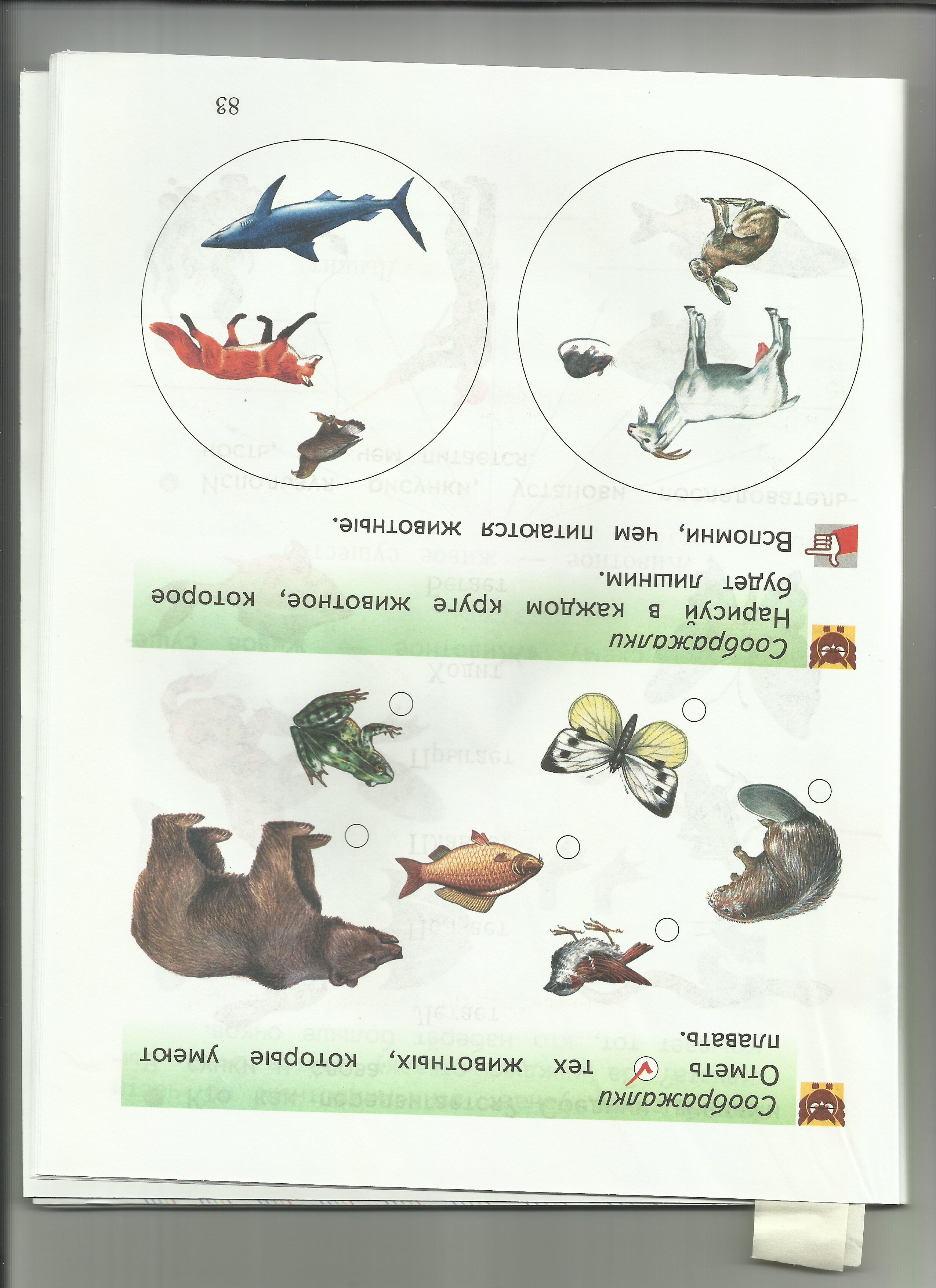Рабочая тетрадь по курсу Мир животных 8 класс для коррекционной школы 8 вида спецкласс