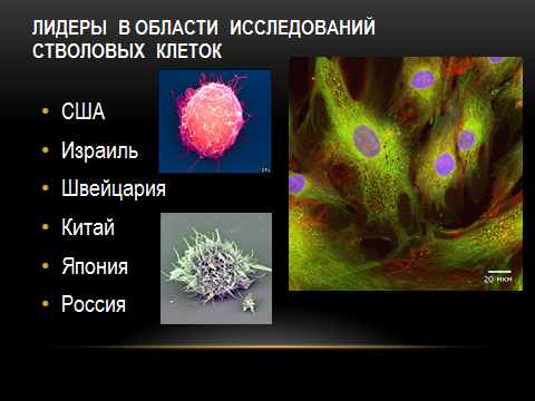 Урок-открытие «Стволовые клетки»