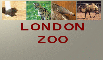 Открытый урок по английскому языку на тему Посещение зоопарка(5-6 кл)