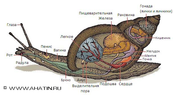 Исследовательская работа Улитки ахатины-домашние животные