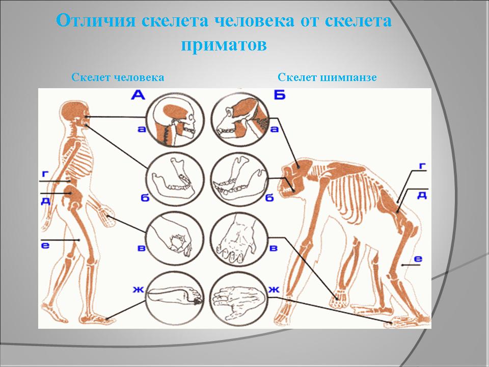 Урок биологии по теме Отделы скелета (8 класс)