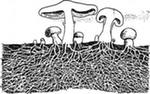 Урок Шляпочные грибы (5 класс)