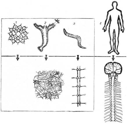 Эндокринная система, ее роль в регуляции процессов жизнедеятельности. Железы внутренней секреции. Ростовые вещества.