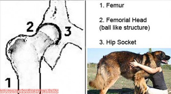 Болезни немецких овчарок. Дисплазия тазобедренных суставов у немецкой овчарки. Дисплазия тазобедренных суставов у овчарок. Дисплазия тазобедренного сустава у щенка немецкой овчарки. Дисплазия тазобедренных суставов у собак немецкой овчарки.