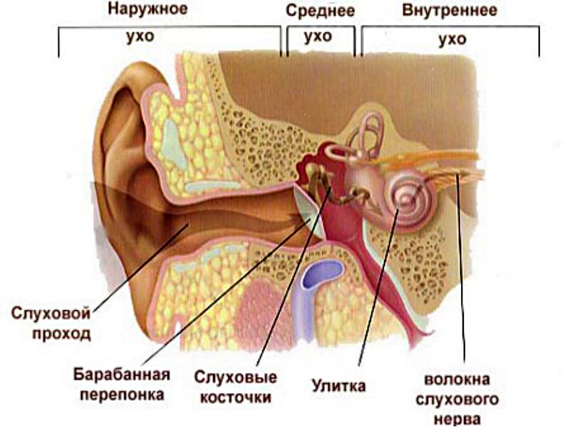 Разработка урока Наши органы чувств (3 класс)