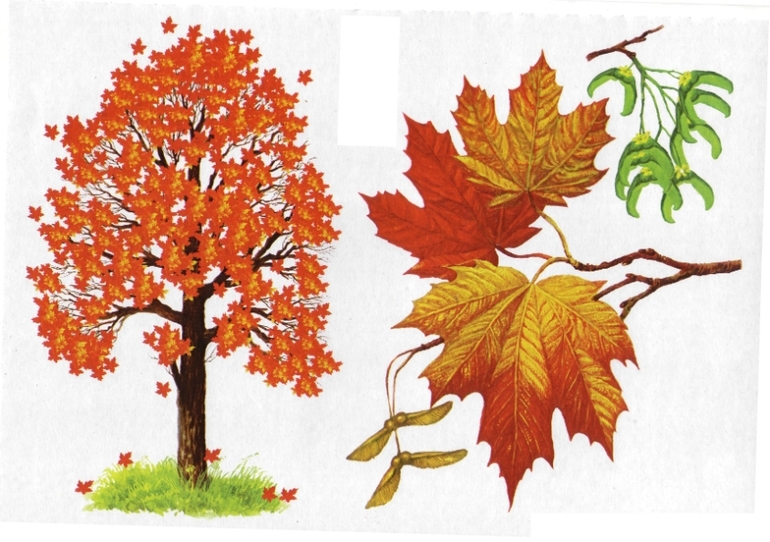 Групповая работа 1 класс - Изучение лиственных деревьев (Клен, осина, береза, рябина, дуб)