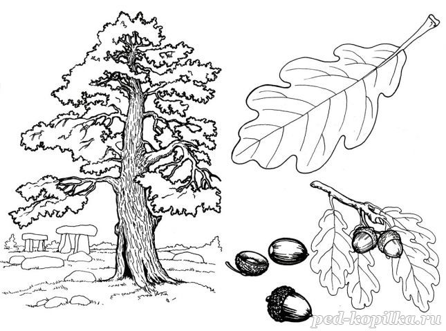 Групповая работа 1 класс - Изучение лиственных деревьев (Клен, осина, береза, рябина, дуб)