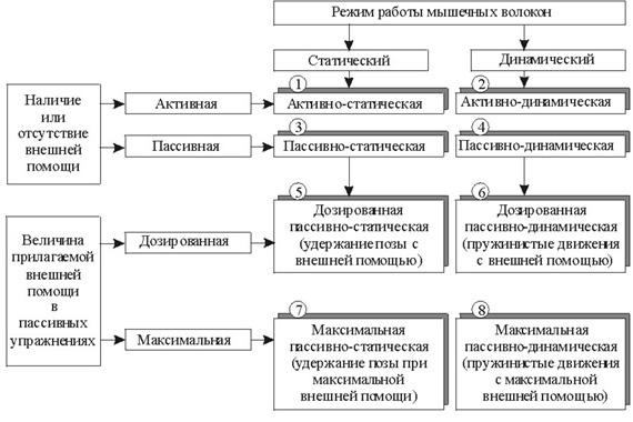 «Особенности развития гибкости в тазобедренных суставах у юных акробатов 6-8 лет