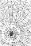 Исследовательская работа по теме «Зачем нужны пауки и паутина?