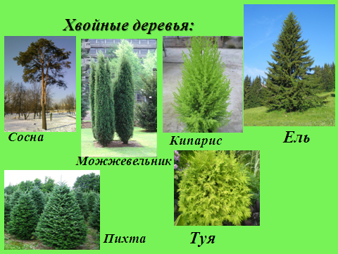 Вечнозеленый Павлодар. Хвойные деревья