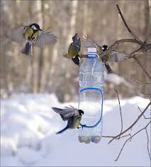 Урок доброти «Як зимують птахи»