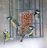 Урок доброти «Як зимують птахи»