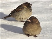 Экологический проект «Покорми птиц зимой»