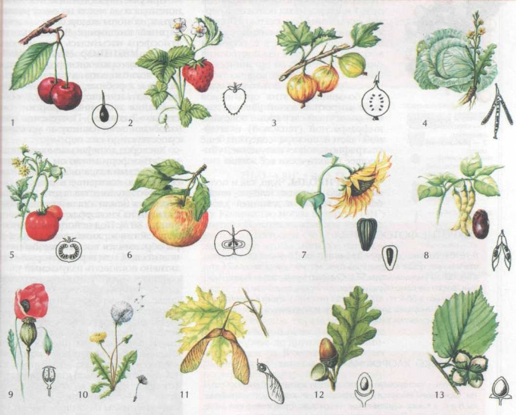 Основные группы плодов. Плоды растений. Плоды растений и их названия. Плоды растений для детей. Плоды растений задания.