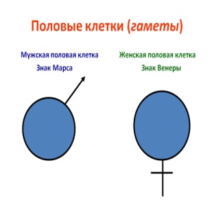 Тест по теме «Размножение и индивидуальное развитие»