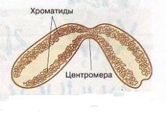 Тест по теме «Размножение и индивидуальное развитие»