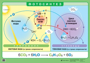 Тест по теме «Размножение и индивидуальное развитие»