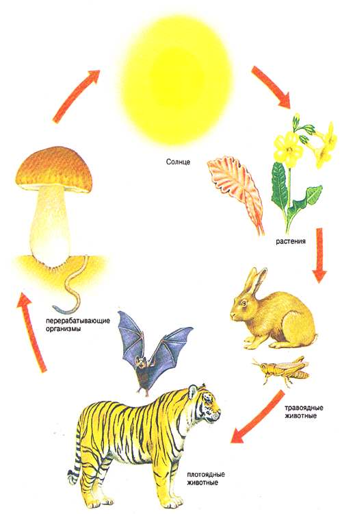 Связь организмов и окружающей. Пищевые Цепочки 5 класс биология. Цепь питания начиная с солнца. Пищевая цепь в природе 5 класс биология. Цепь питания животных и растений.