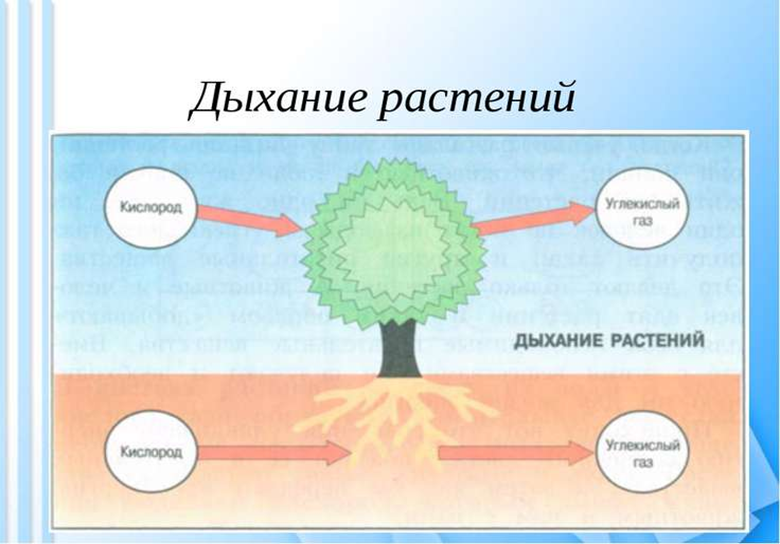 Методическая разработка Люби и охраняй природу