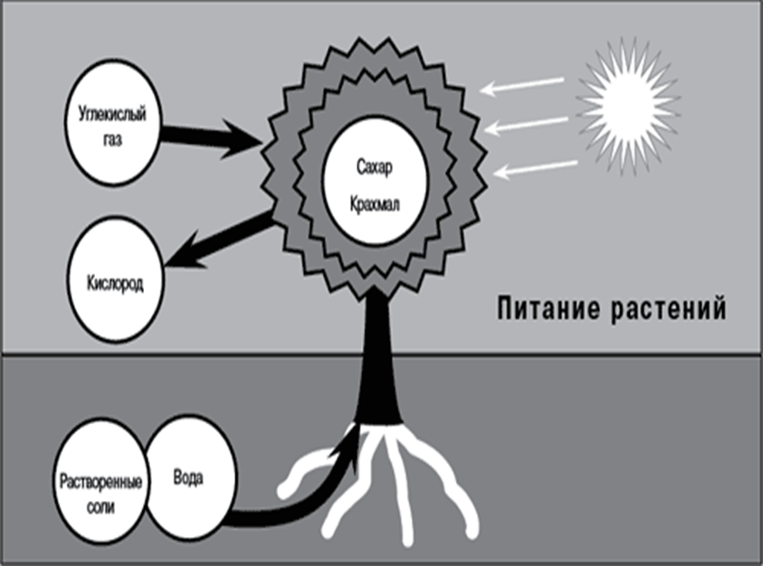 Методическая разработка Люби и охраняй природу