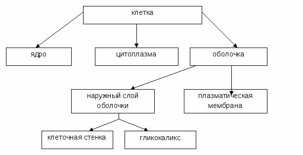 Предметный учебный модуль биология 10 класс «Клетка»