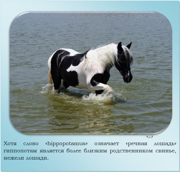 Исследовательская работа «Вода в рационе лошади»