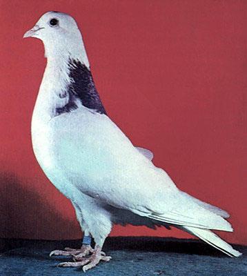 Голубь - птица Мира и Счастья