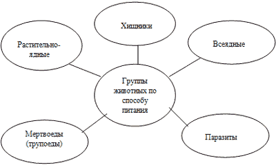 Особенности питания животных (6 класс)