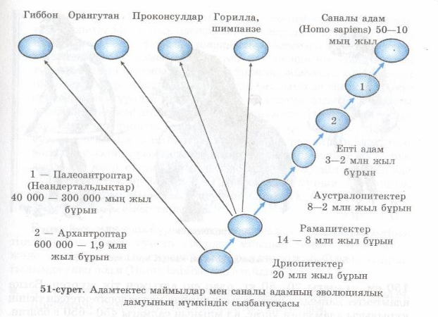 Адамның шығу тегімен таныстыру