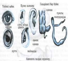 Адамның шығу тегімен таныстыру