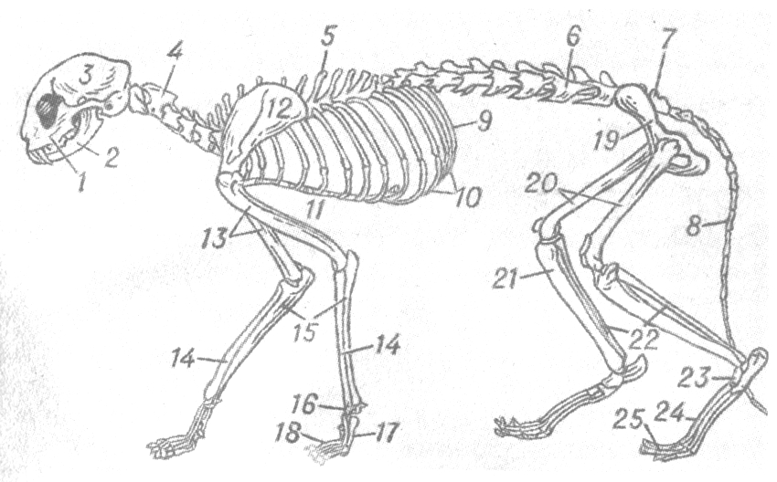 Проект урока биологии Строение скелета ( 8 класс)