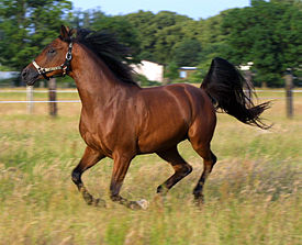 НАУЧНО- ИССЛЕДОВАТЕЛЬСКАЯ РАБОТА «Лошадь. Её описание и происхождение»