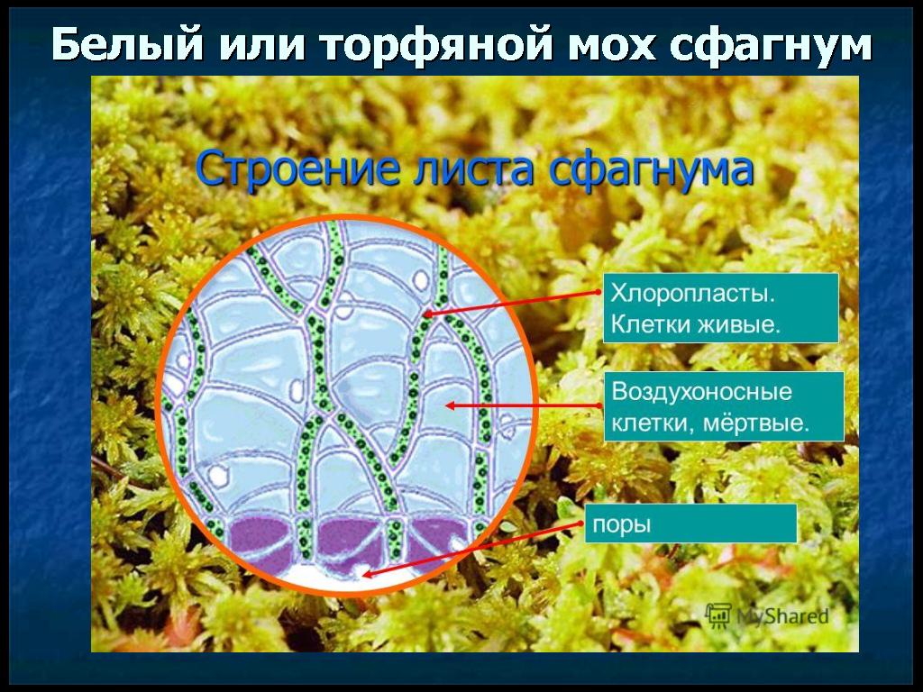 Технологическая карта урока биологии на тему Мхи (5 класс)