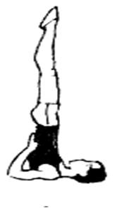 Словарь терминов и определений по гимнастике на тему Акробатические упражнения (5 класс)