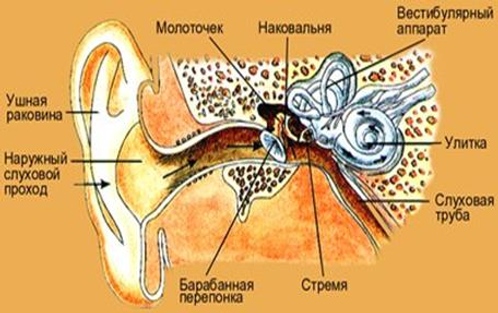 Исследовательская работа по теме Влияние шума на здоровье учащихся