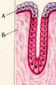 Эпителиальные и мышечные ткани.Гистология