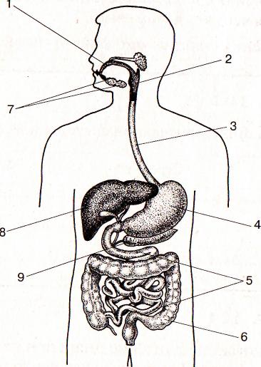 Конспект урока по биологии на тему: Пищеварение в желудке (8класс)
