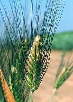 Исследовательская работа на тему «Пшеница - царица полей»