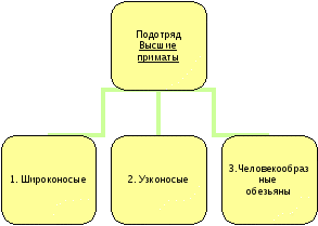 Конспект урока по биологии на тему Отряд Приматы (7 класс)