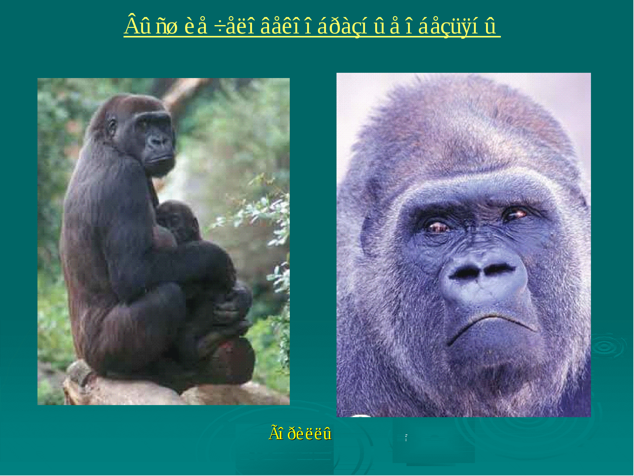 Самая человекообразная обезьяна. Человекообразные обезьяны гориллы. Приматы (человекообразные обезьяны). Шимпанзе человекообразные обезьяны. Презентация человекообразные приматы.
