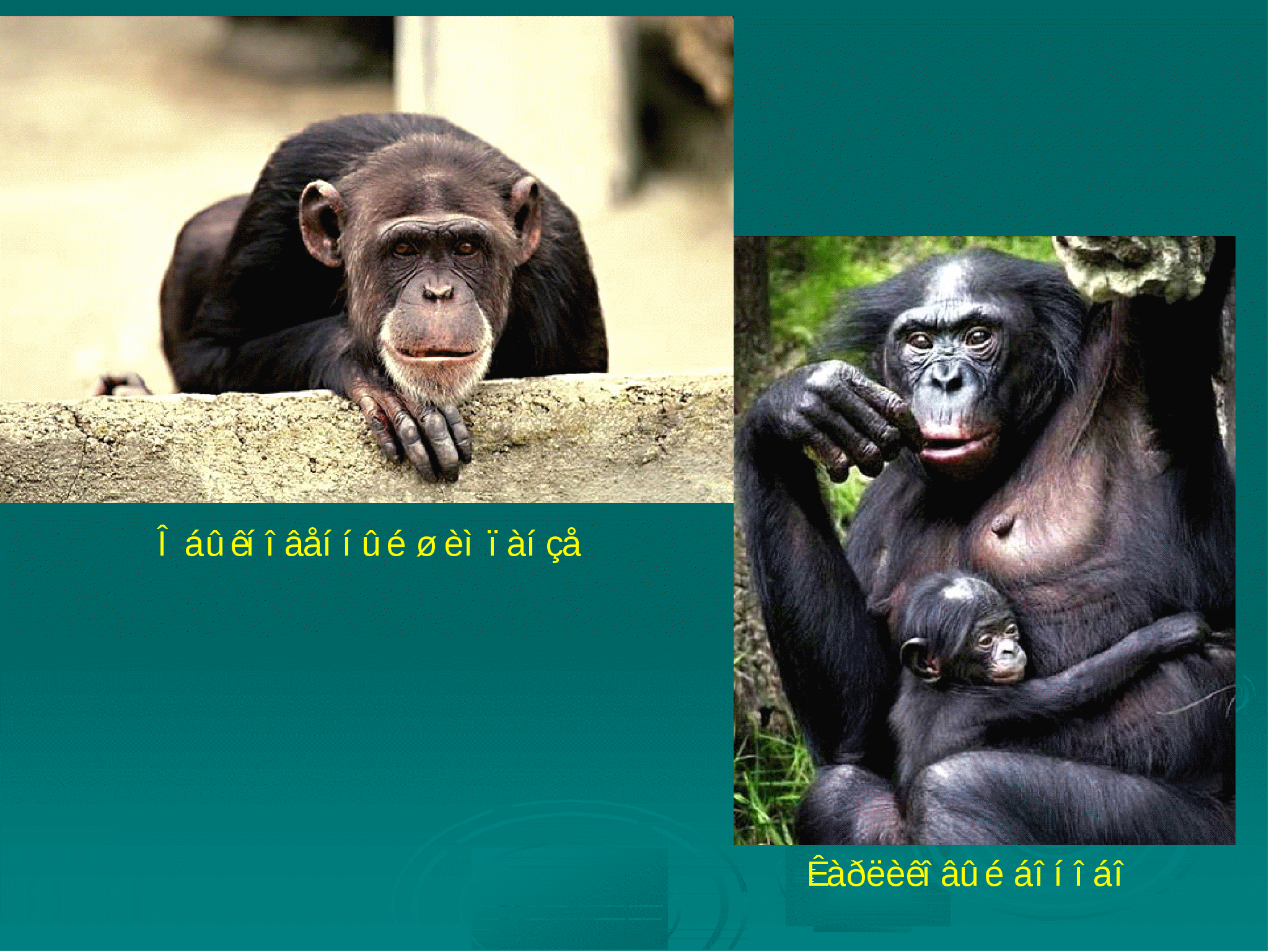 Конспект урока по биологии на тему Отряд Приматы (7 класс)