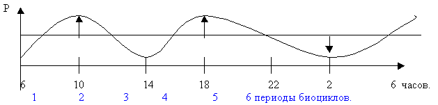 Колебание интенсивности биологических процессов