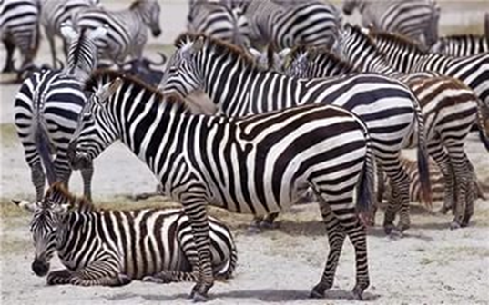 Проектная деятельность дошкольников. Тема Почему зебра полосатая?
