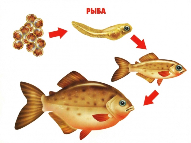 Контрольная работа по естествознанию для 8 класса коррекционной школы VIII вида Позвоночные животные.Рыбы