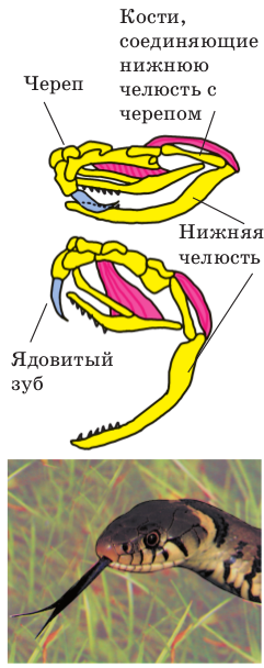 Реферат по биологии на темуСтепная гадюка