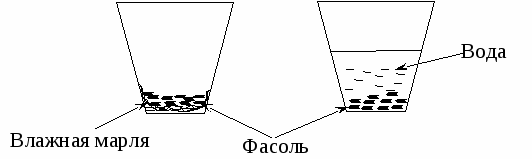 ВПР по окружающему миру 4 класс 2 вариант